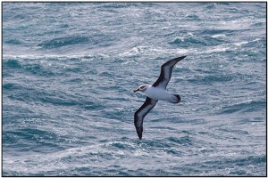 17-grey-headed-albatross-thala